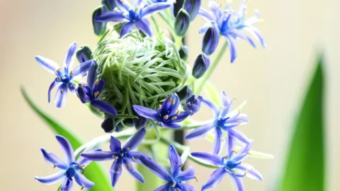 viorea