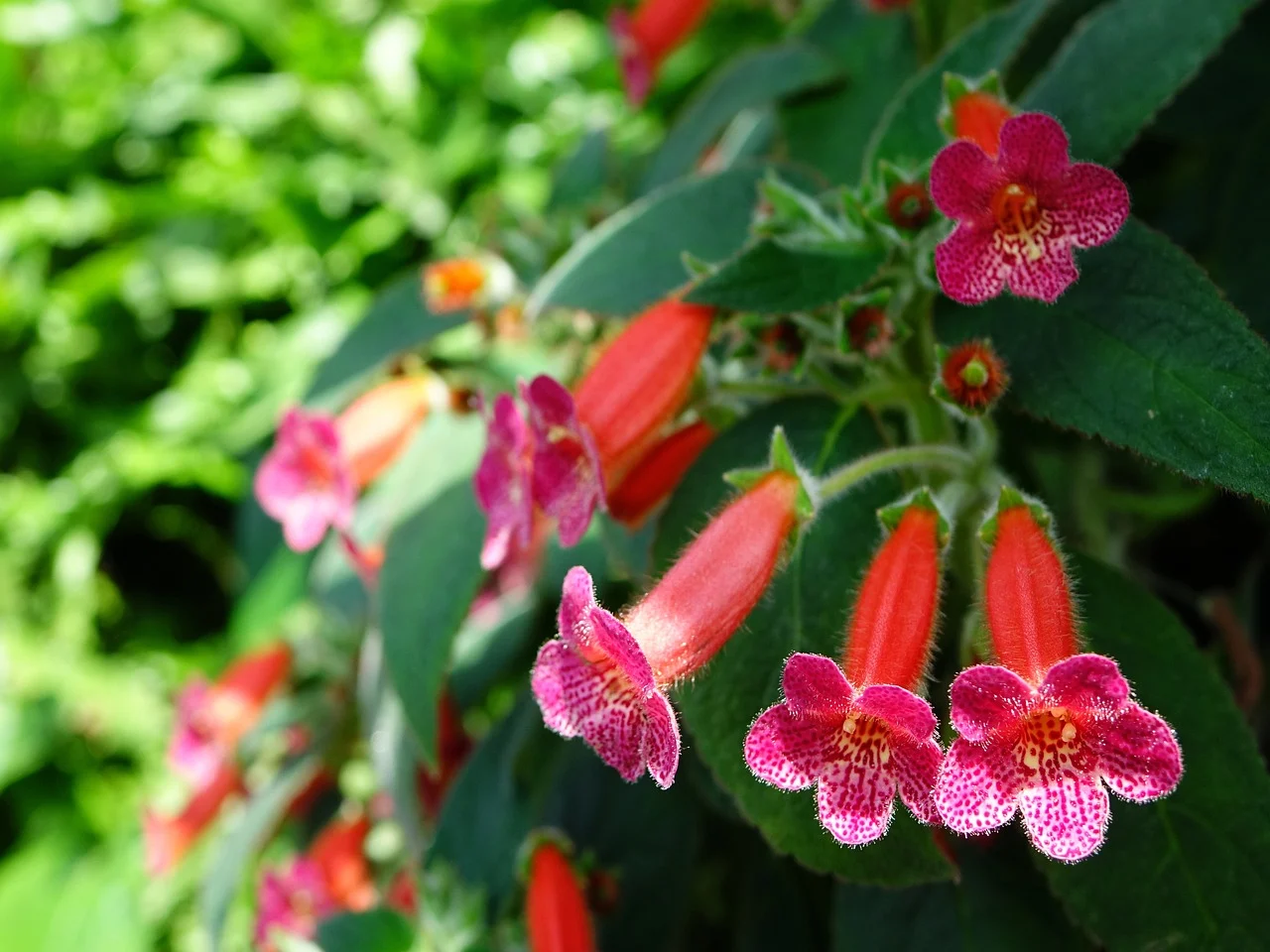 kohleria