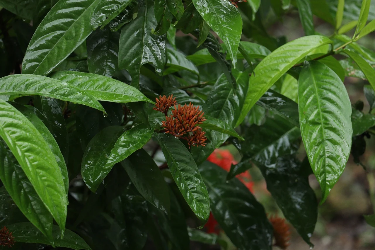 ixora