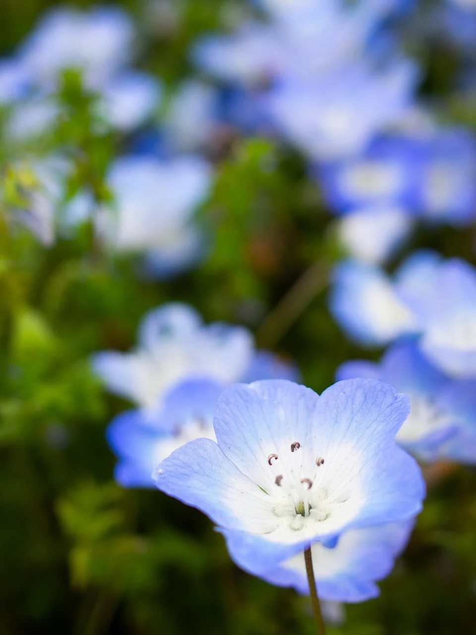 nemophila