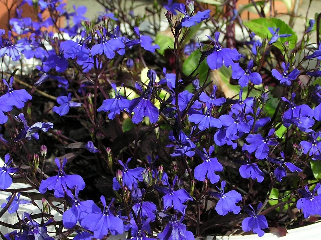 lobelia