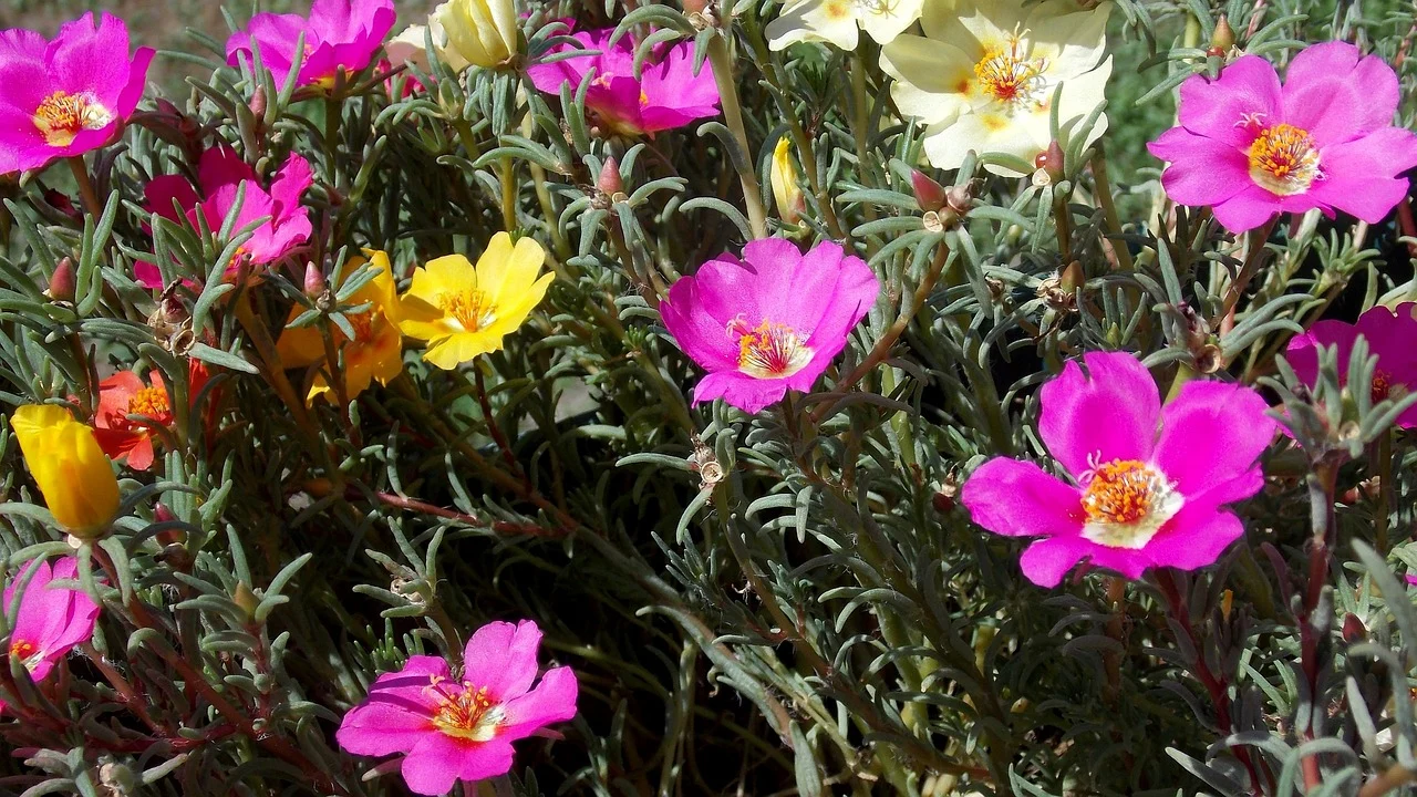 floare de piatra