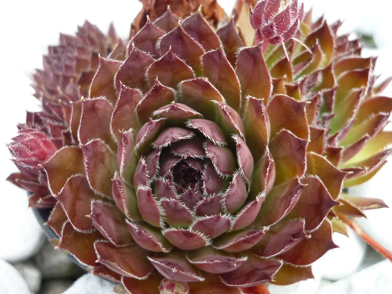 urechelnita