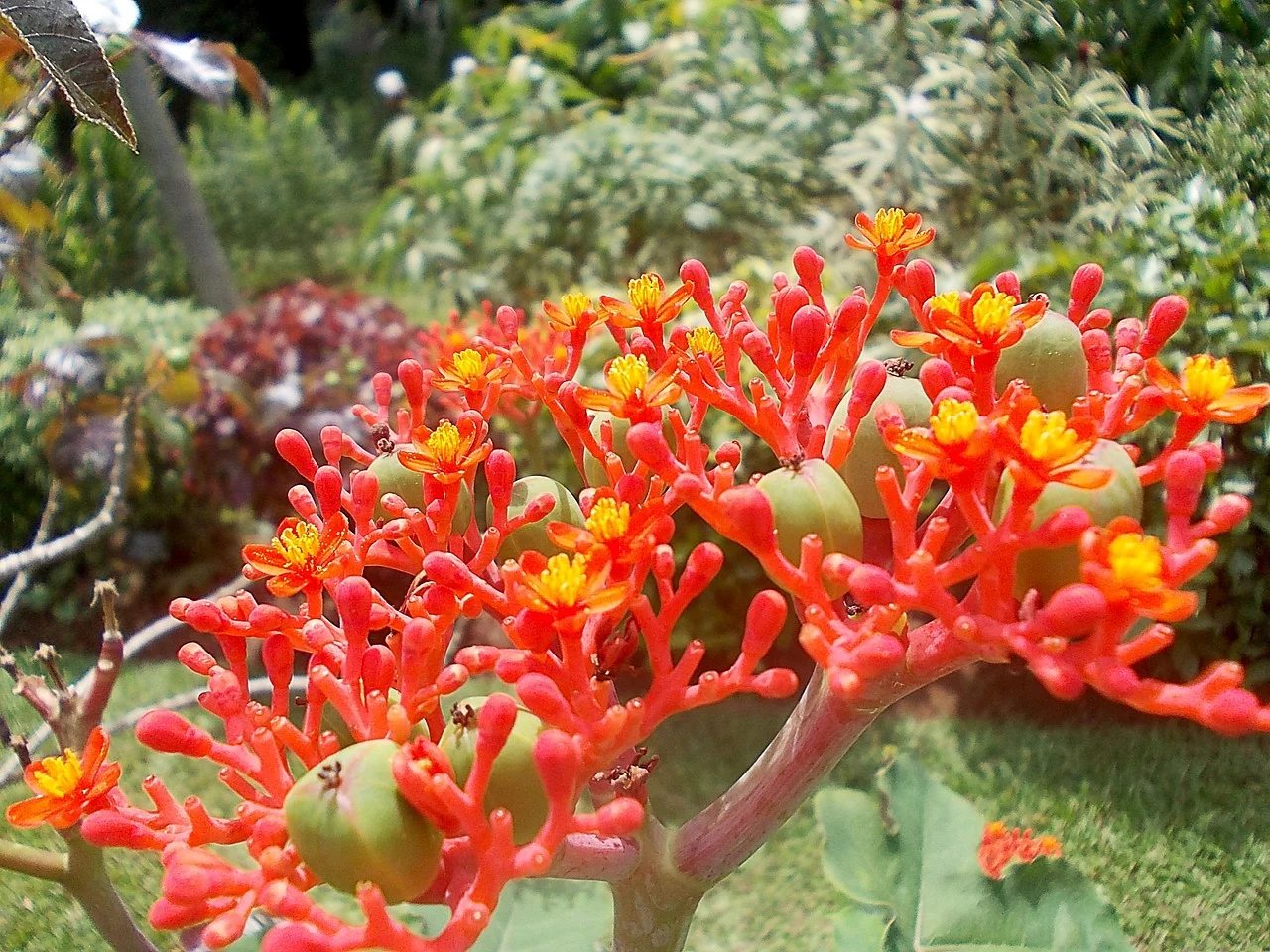 jatropha