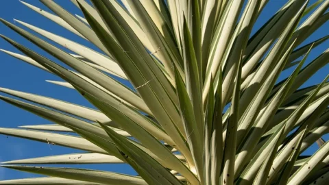 yucca