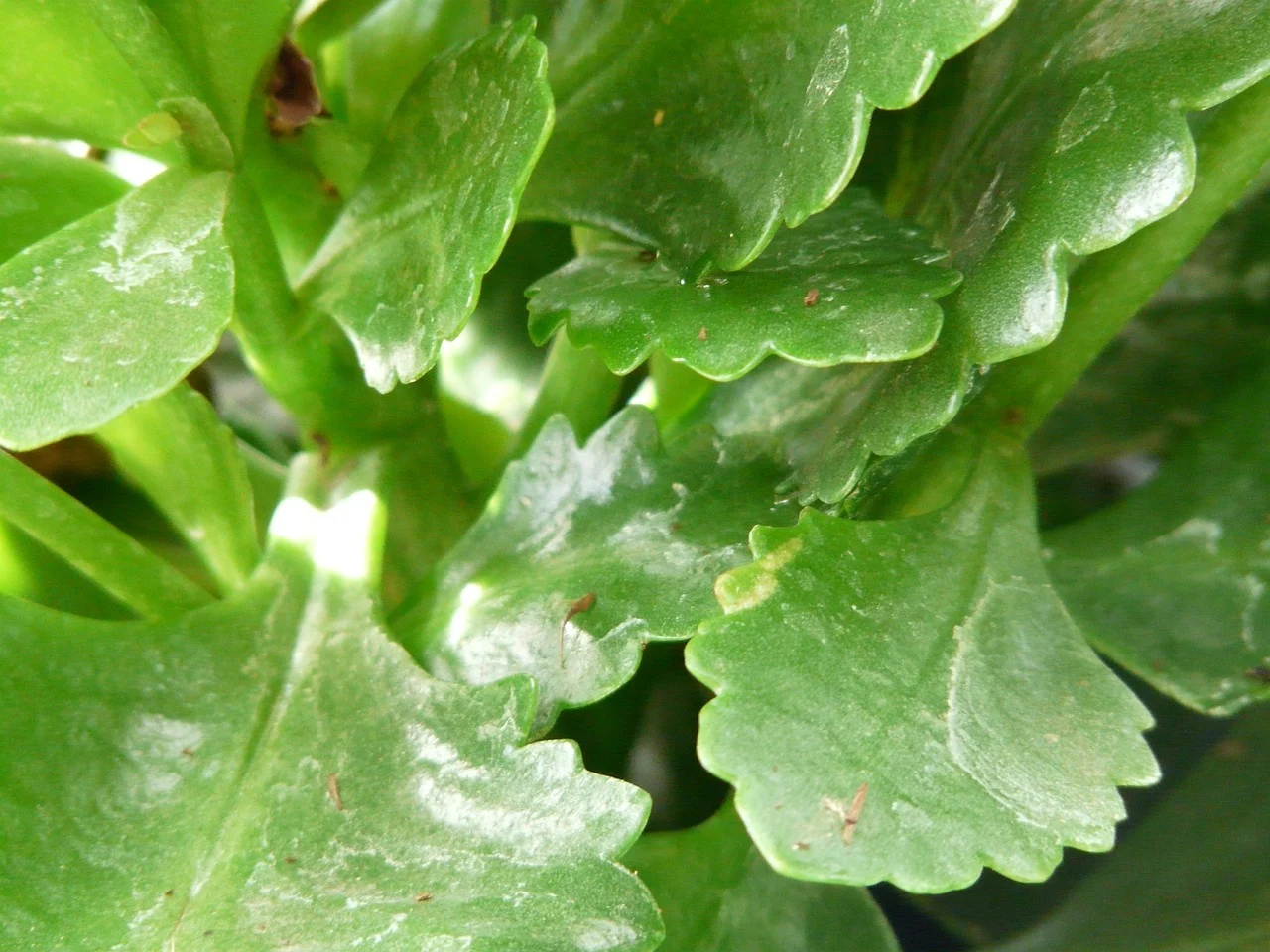 kalanchoe