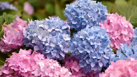 hortensie