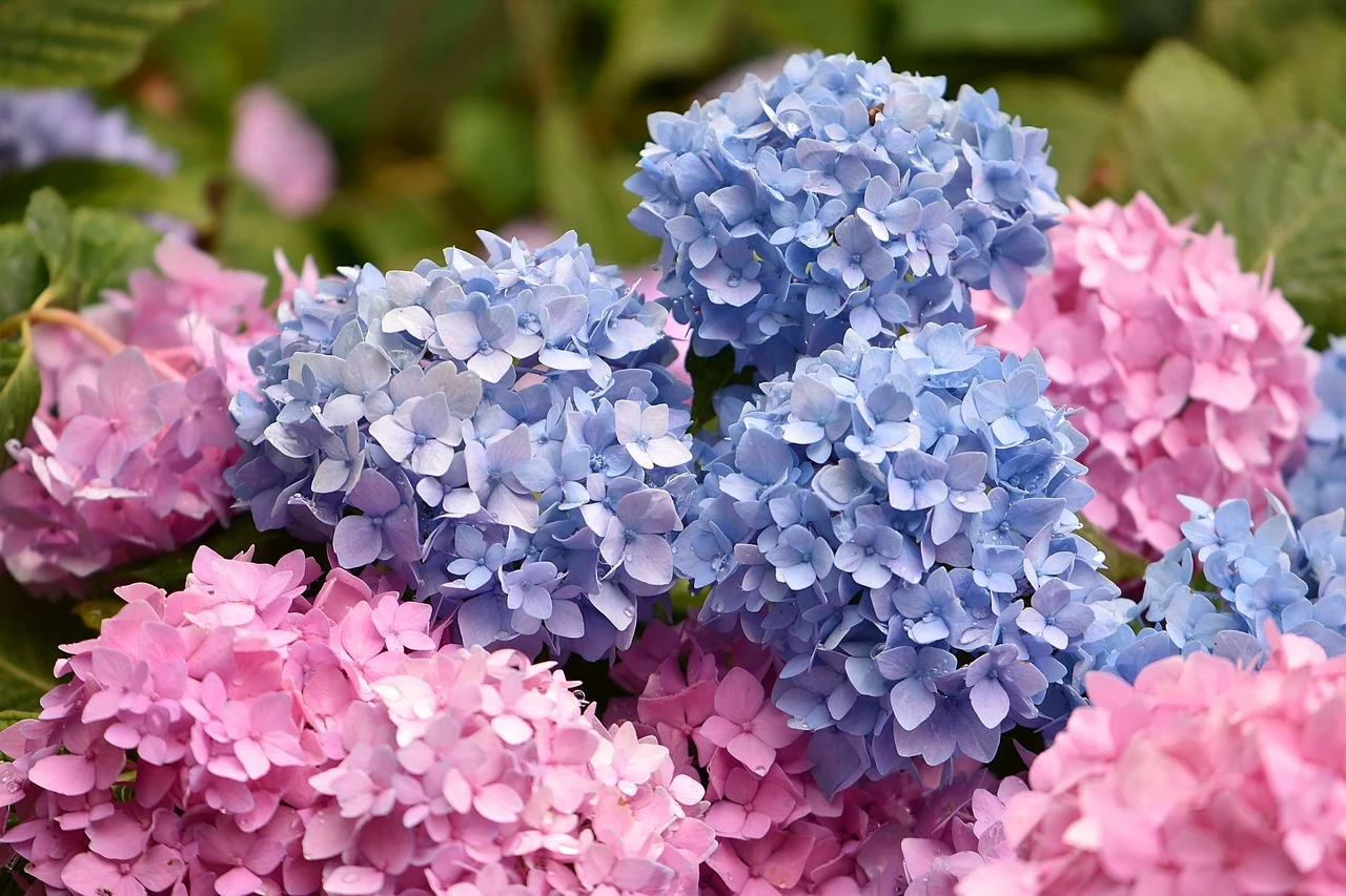 hortensie