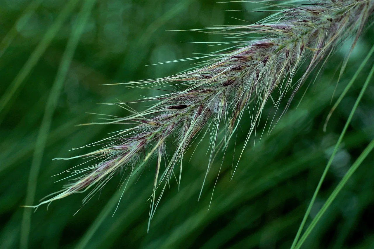 iarba ornamentala