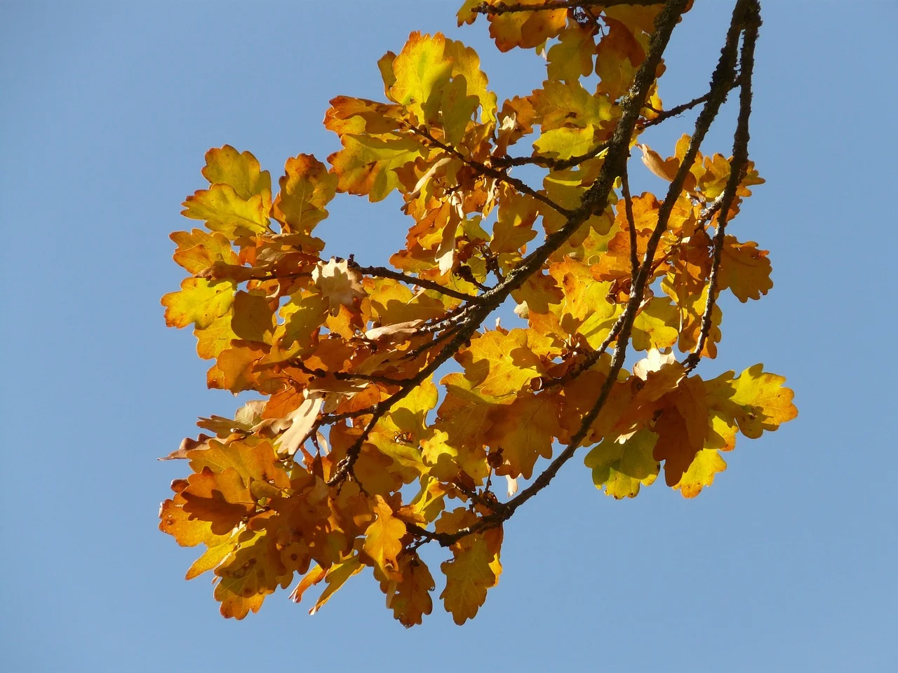 petrea