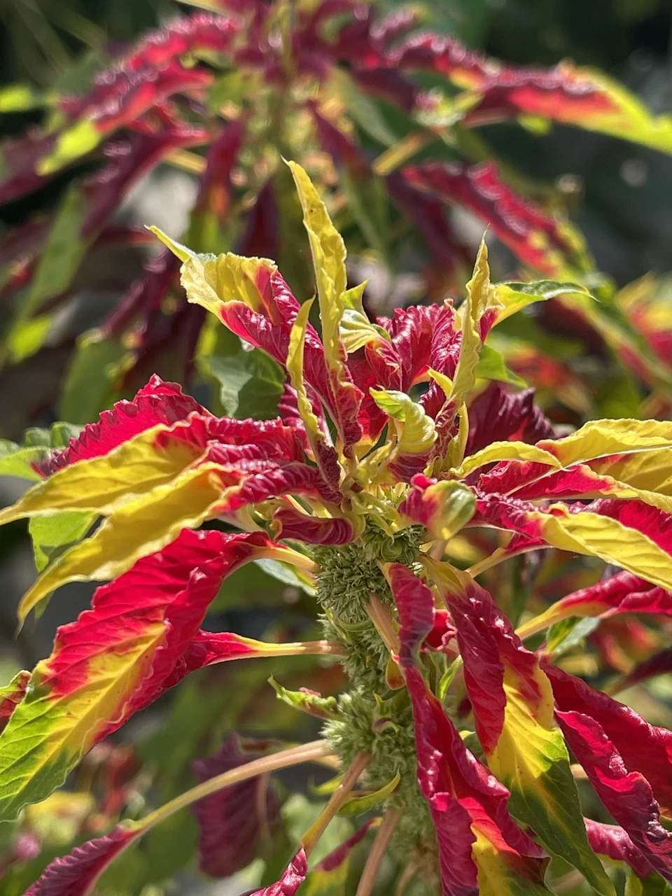 stir ornamental