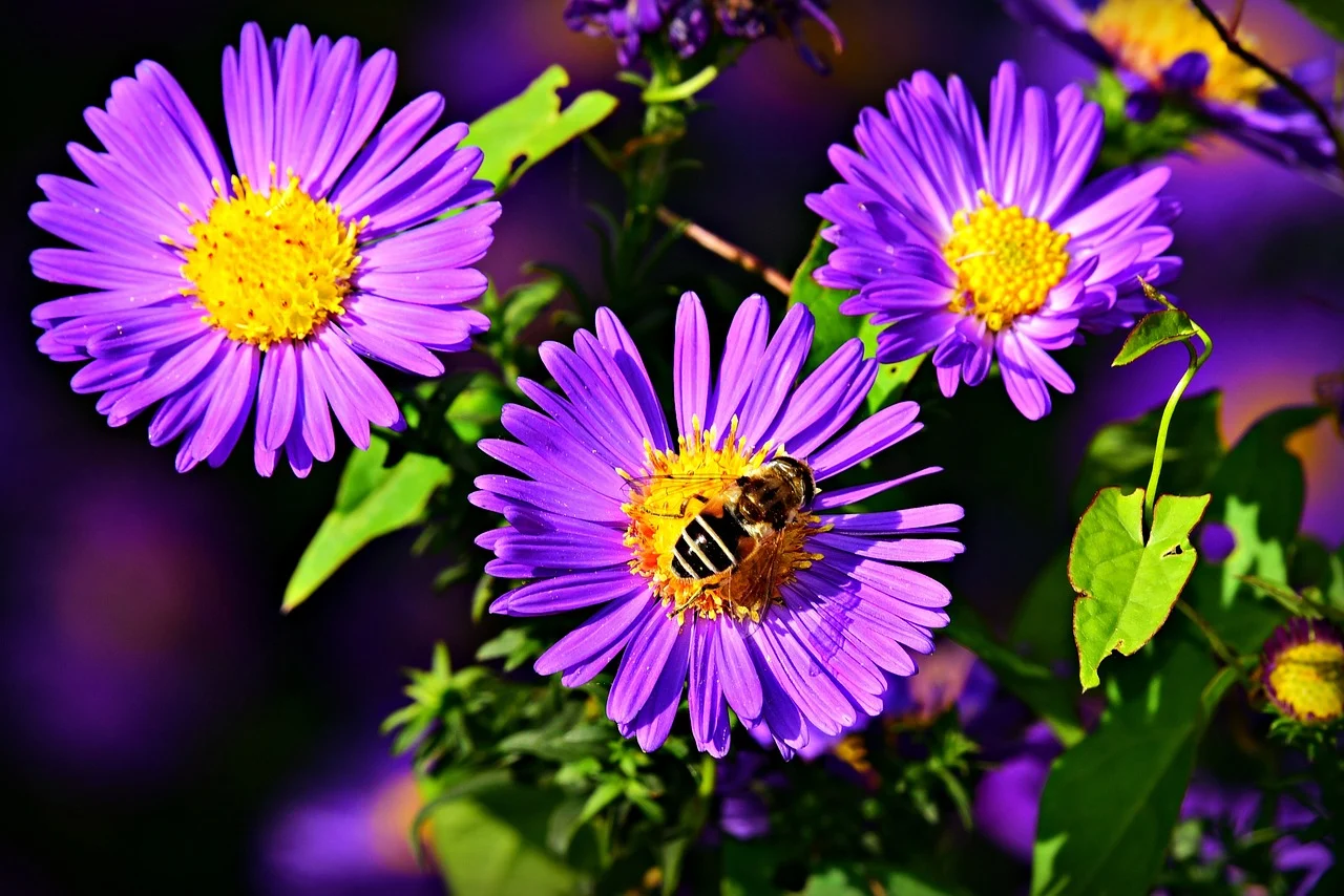 aster albastru