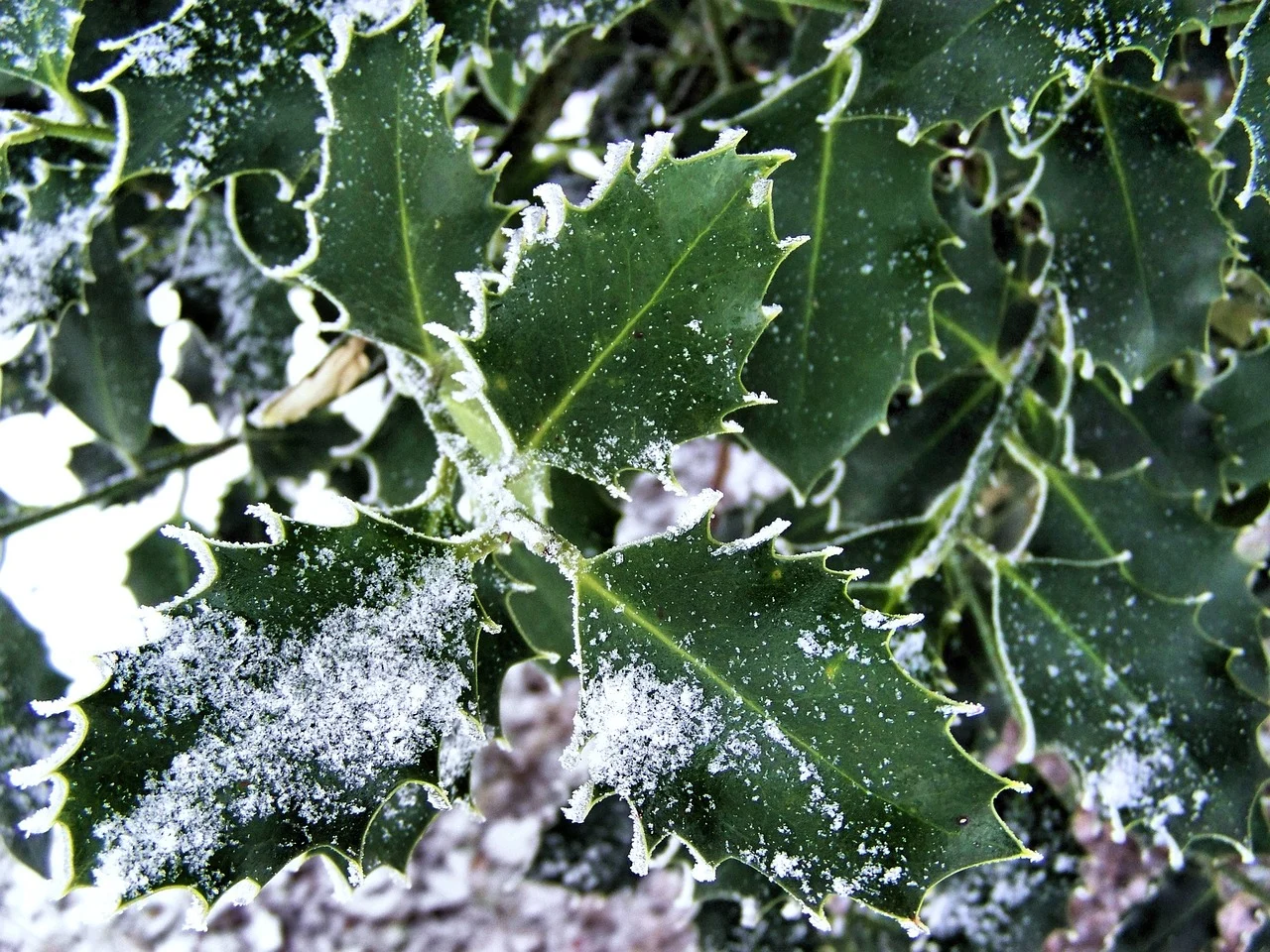 ilex verticillata
