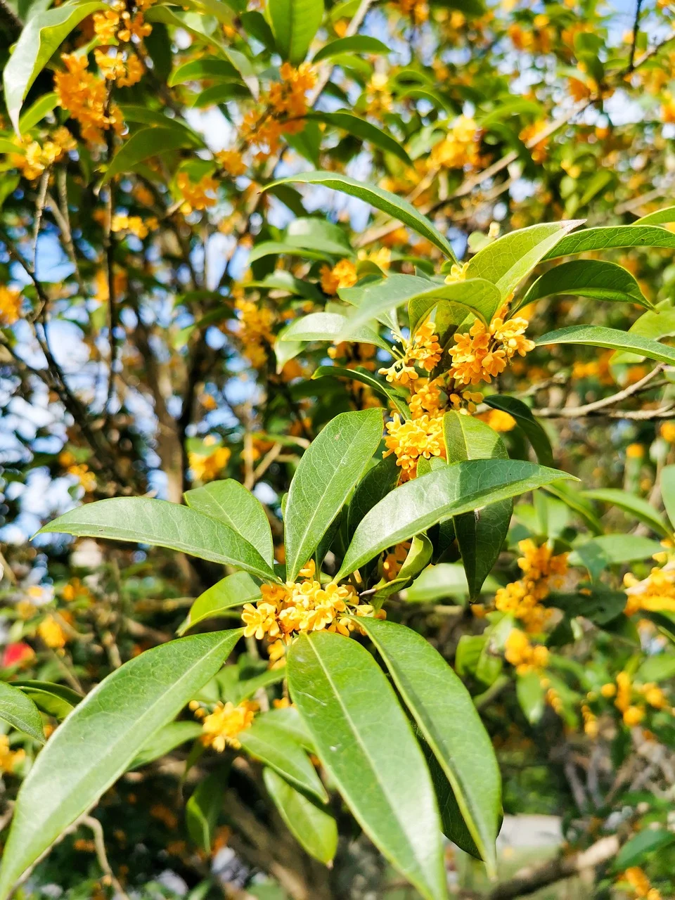 osmanthus