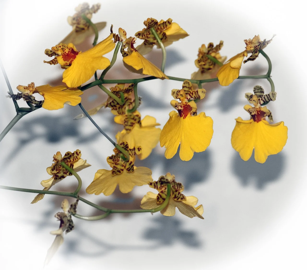 oncidium