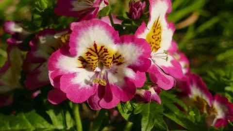 schizanthus