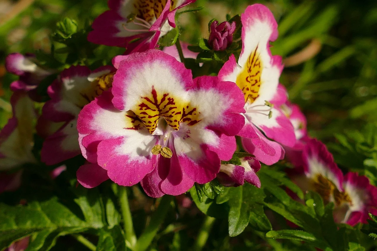 schizanthus