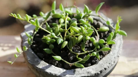 cruciulita