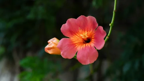 jacaranda