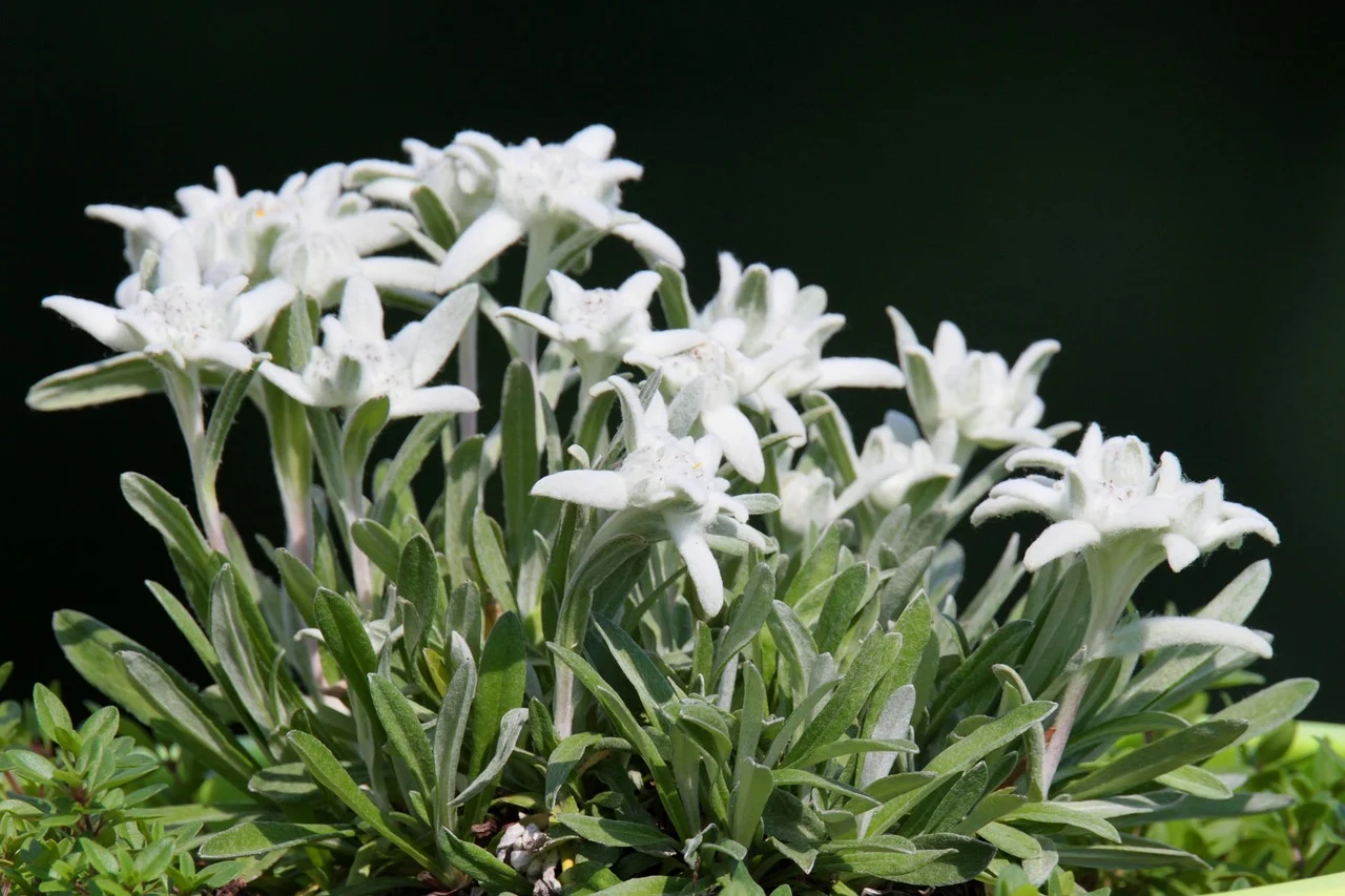 floare de colt