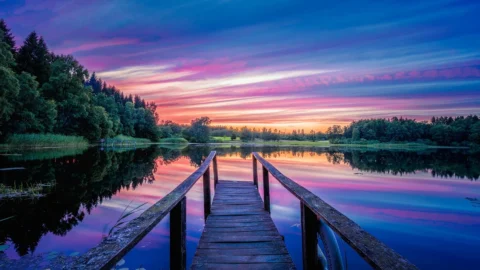 trandafir pomisor tranquillity ausnoble