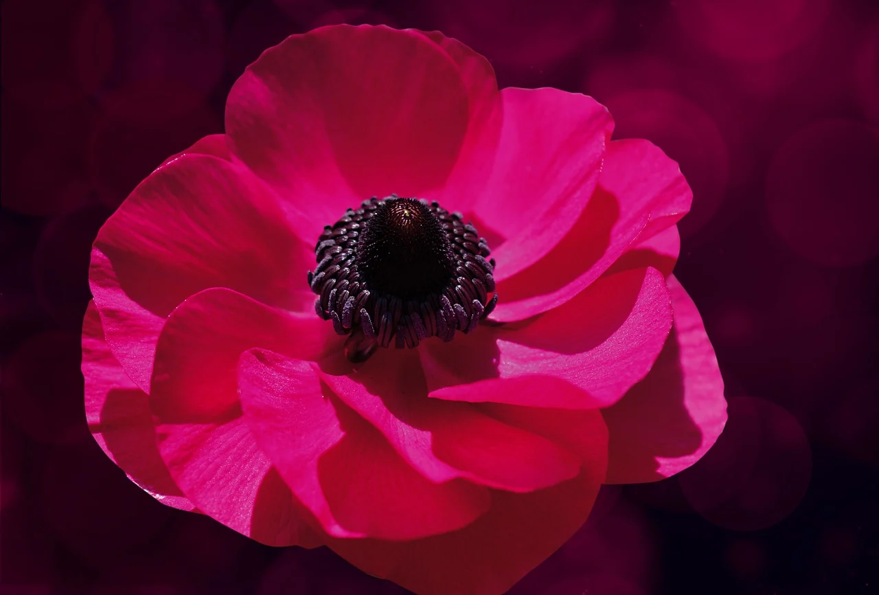 trandafir pomisor magenta