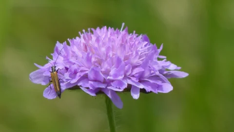 scabiosa
