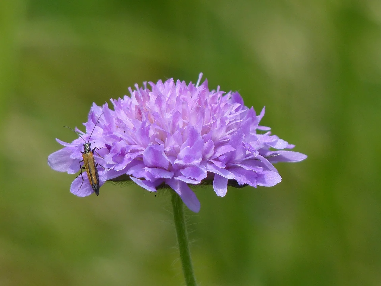 scabiosa