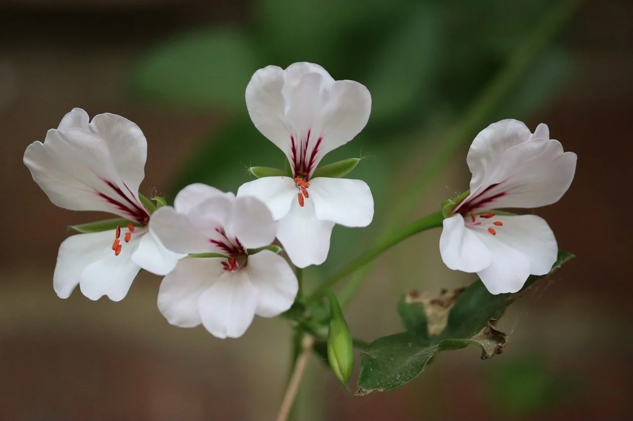 muscata curgatoare