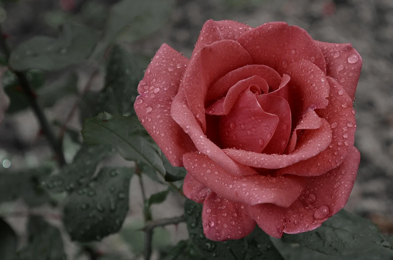 trandafir la ghiveci aqurell-rosen tantau