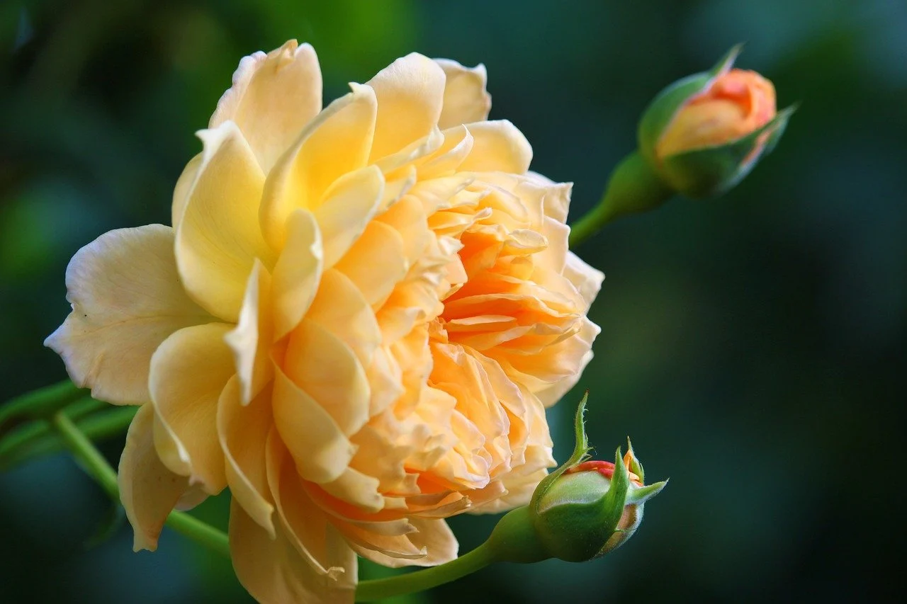 trandafir la ghiveci capri-rosen tantau