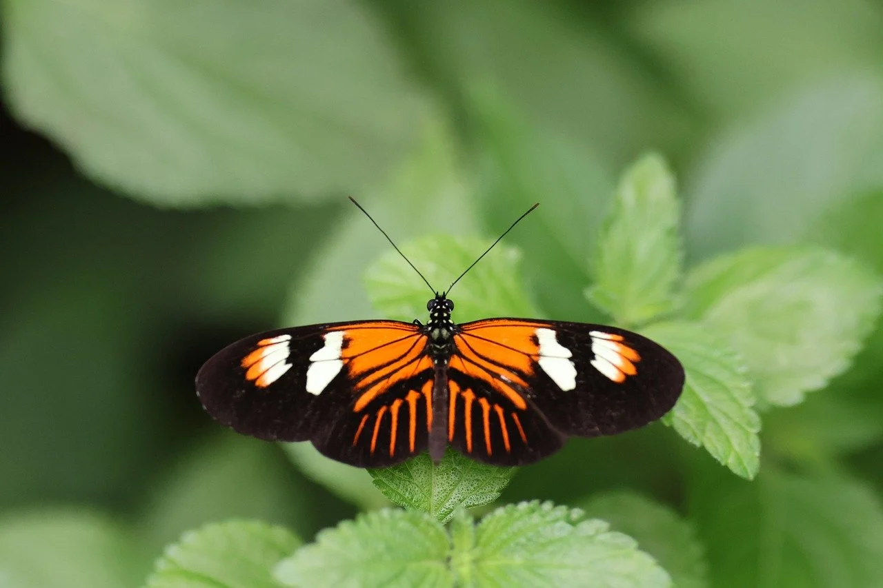 crini butterfly sparkle