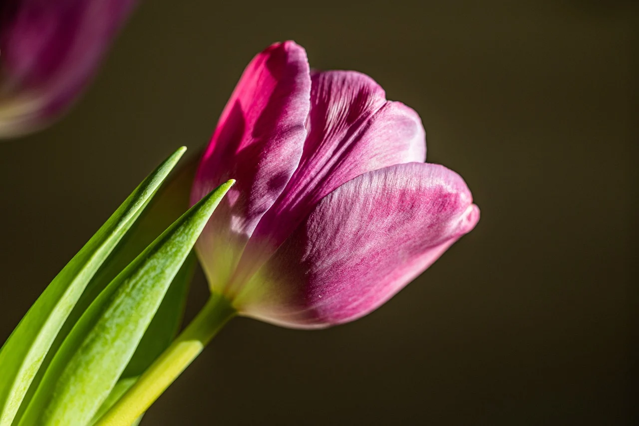 laleaua cu flori de crin