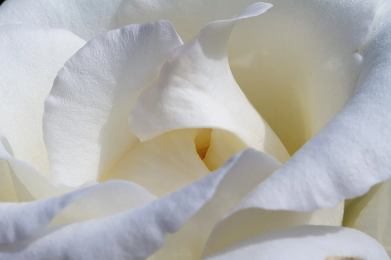 trandafir tufa la ghiveci stortebeker-rosen tantau