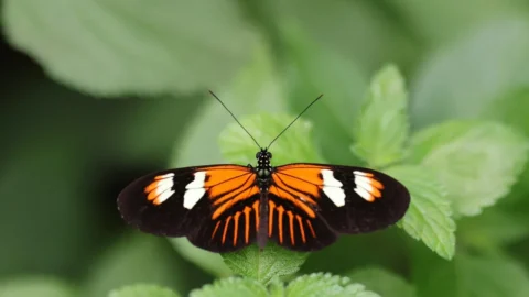 crini butterfly luna