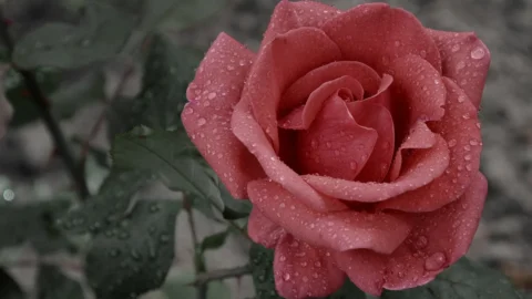 trandafir la ghiveci climbing rosa