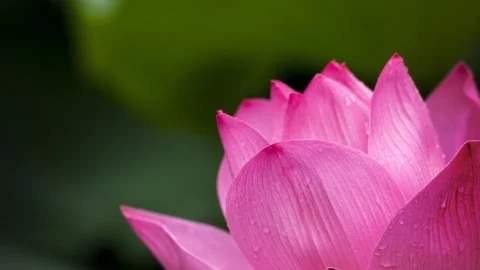 crini lotus elegance