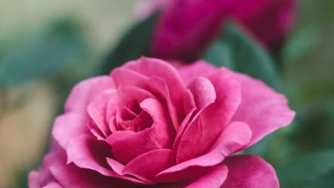 trandafir la ghiveci johann wolfgang von goethe rose-rosen tantau