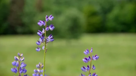 lupin