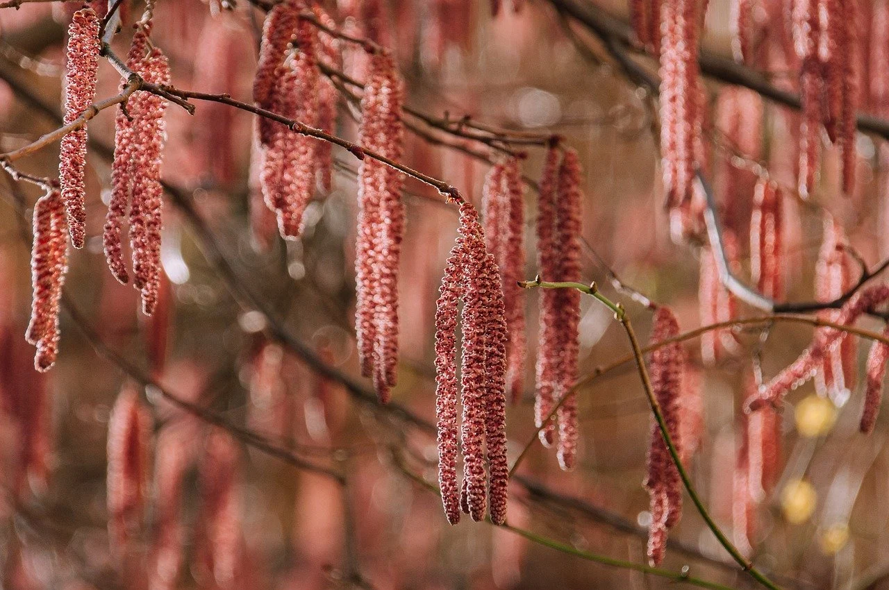 crini spring pink