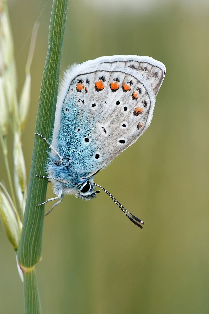 crini butterfly tropic