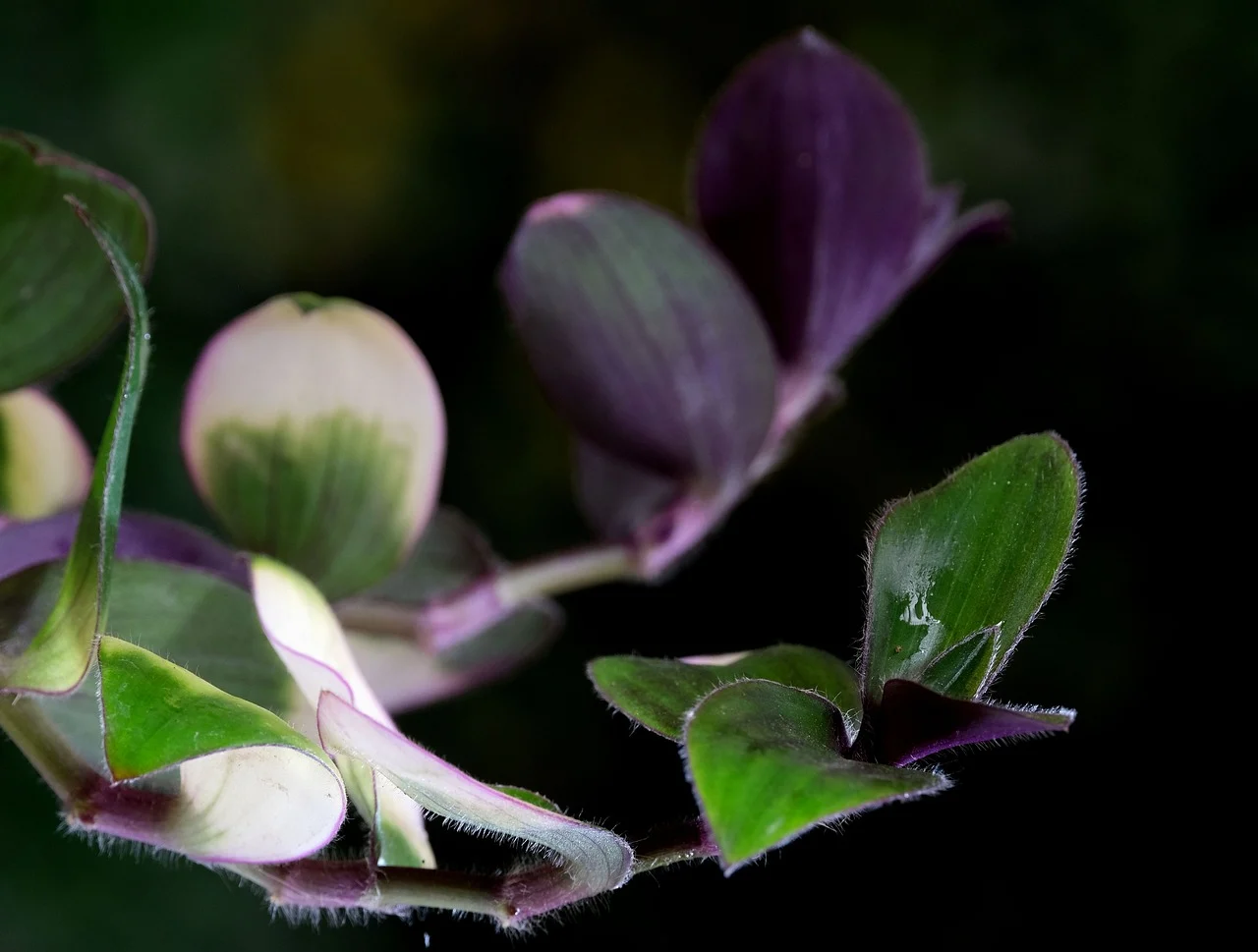 planta spada