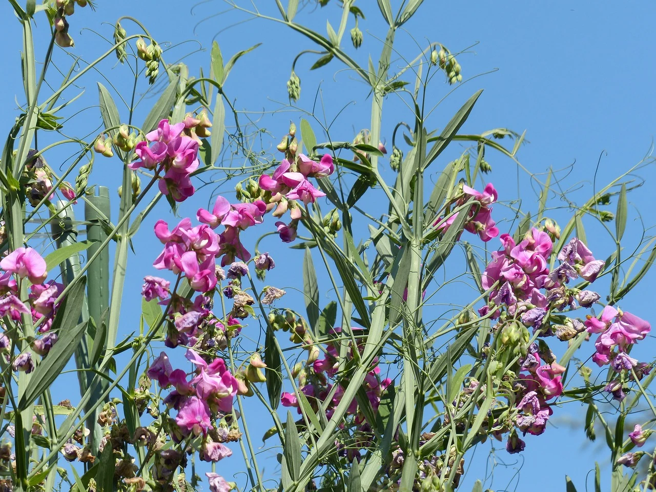 sangele voinicului
