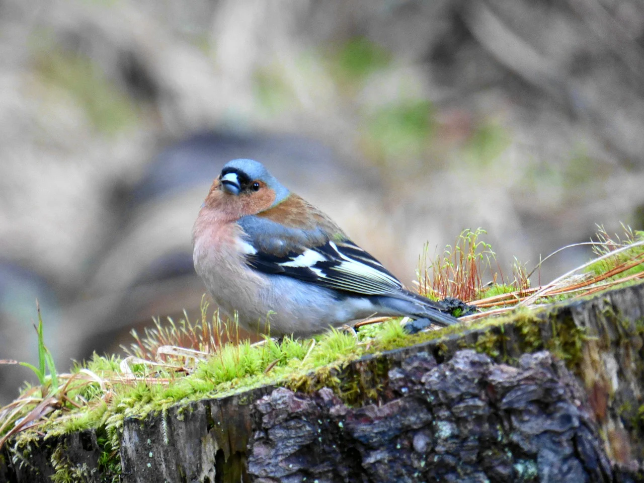 trandafir urcator harlekin