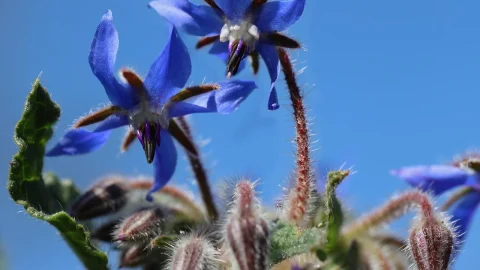 limba mielului