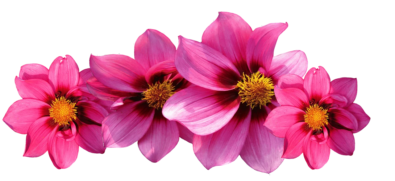 butasi afine de cultura