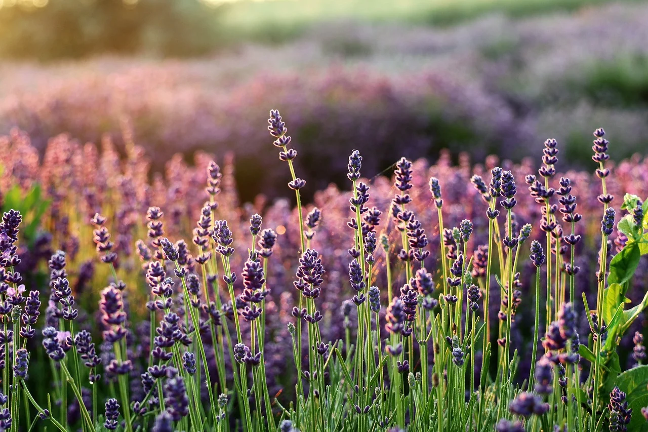 ingrijire lavanda curte