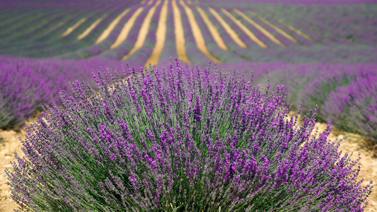 cum se inmulteste lavanda