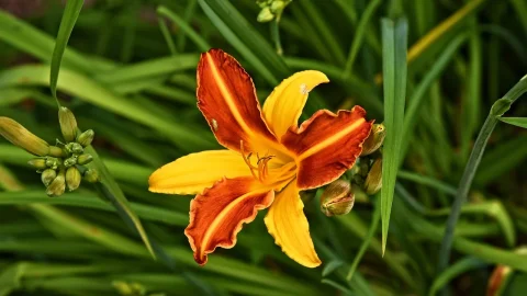crini asiatici