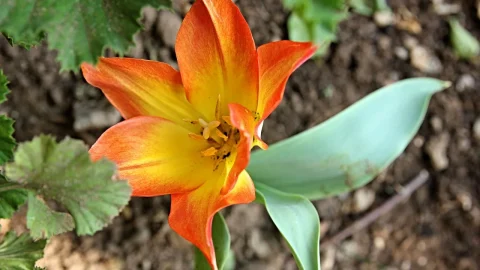 arborele lalea
